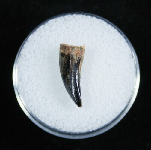 Nice Dromaeosaur/Raptor Tooth From Montana #2034